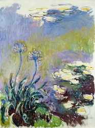 The Agapanthus